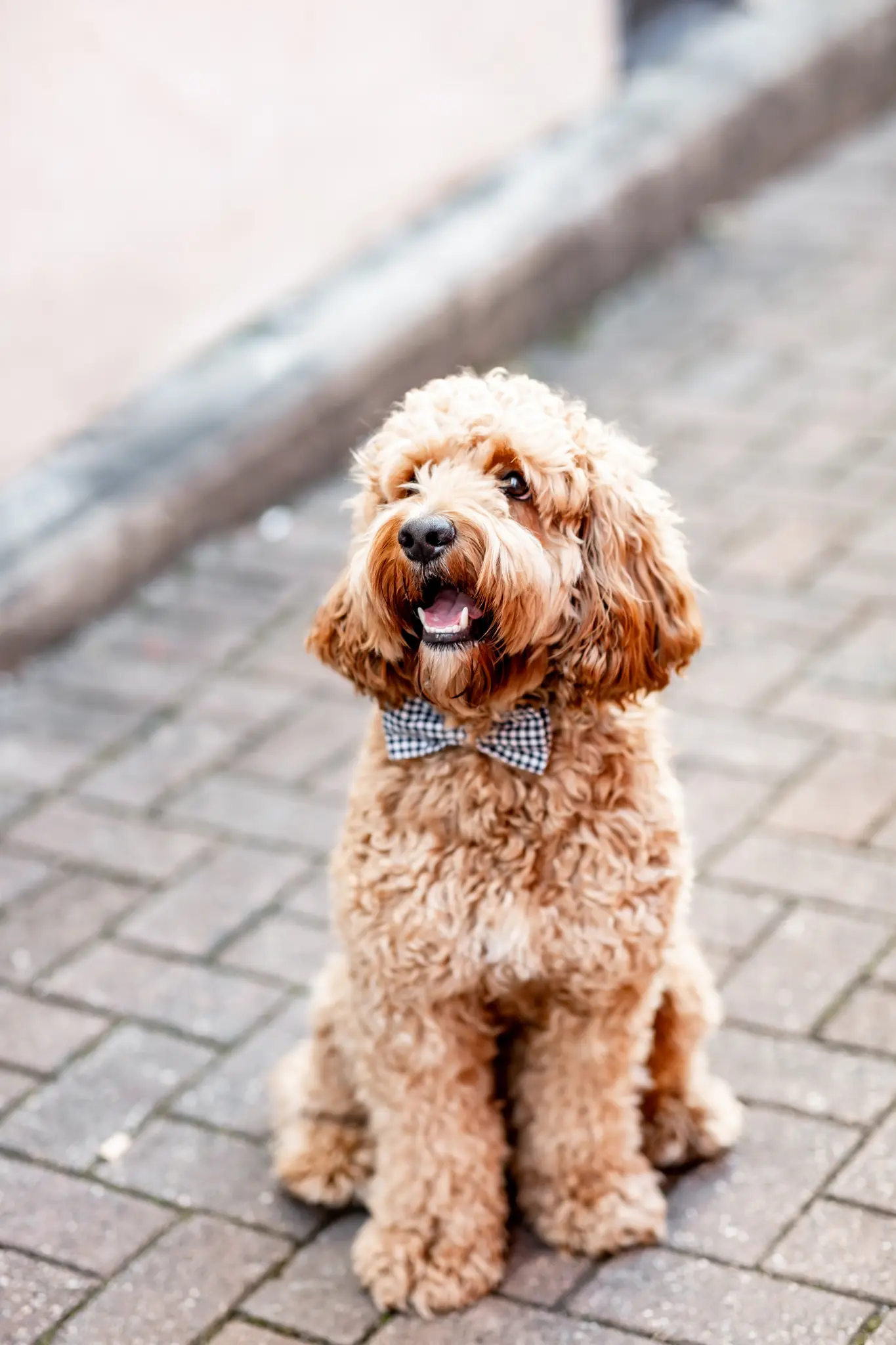 Dog at Axiom Chiropractic