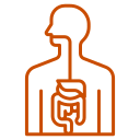 Digestive system illustration