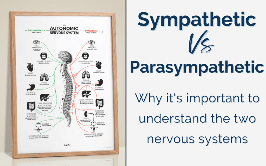 Sympathetic Vs. Parasympathetic: Why It’s Important to Understand the Two Nervous Systems