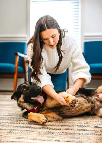 Gentle Animal Chiropractic Care at Axiom Chiropractic Charlotte